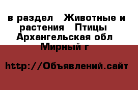  в раздел : Животные и растения » Птицы . Архангельская обл.,Мирный г.